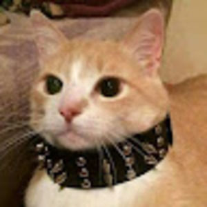 Meet your Posher, Mya